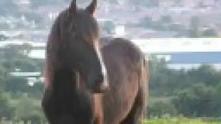 shire horse