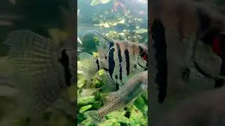 Аквасы