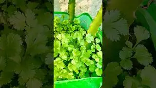 Coriander leaf #nature  #garden  #gardening  #shorts