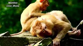 Little monkey Amanda so much pity Ashley got hurt like this, Amanda try give nurse to her mom Ashley