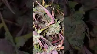 Strawberry Gorilla Auto 🦍🍓 Fast Buds | Hybrid by Growing Skills
