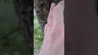 Bat Roost Tree 6