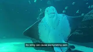 Most dangerous ocean creatures in the world