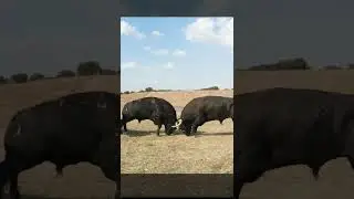 angry bulls fighting