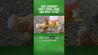 Sick Chicken?Early Signs, Care, and What To Do! #chicken #backyardchickens #shorts