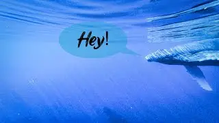 WHALE ENCOUNTERS WHILE PADDLEBOARDING IN MAUI ep11