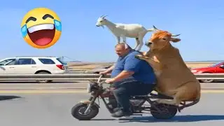 Funny Moments to Help You Relax and Smile 😂 #1