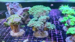 Updet Stock Coral 16 April 2025 # Exo Marine Farm