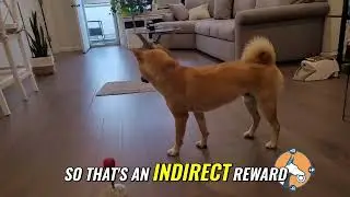 Unlocking Kurama's Genius  Training Tips for Smart Dogs!