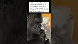 Gorilla Asks For Cat Using Sign Language