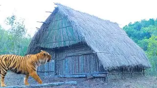 build primitive amazing hmong  house since many tigers jungle life