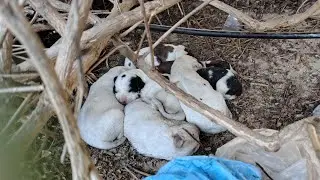 Tiny Newborn Puppies Rescued from the Sidewalk Jungle 💔🐾 | Abandoned Puppy Rescue
