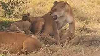 Fig Tree Lion Pride with Cubs | Masaimara | 25 September 2025