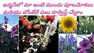 my house frent seid flowers garden and Brombeeren fruit harvesting @Germany lo telugu flog