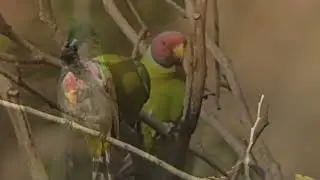 Birds of Rishikesh