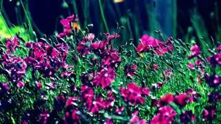 Purple Flowers Images Video