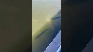 Would you jump in?! 😱