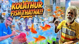 Kolathur Pocket Fish Thatha 🤩 | Asia's Biggest Aquarium Market Kolathur! 🛍️🐦🐠 #itzsatzpov #kolathur