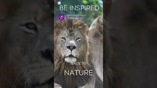 432 Hz Lion's Roar: Pure Frequency Meditation for Courage and Confidence #shorts