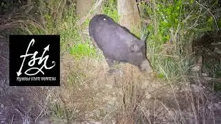 Hog Hunting Big Hogs Big Balls - Hunting real big Hogs - digging & Rooting