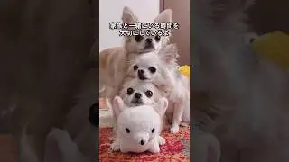 チワワの可愛さがわかる1分解説