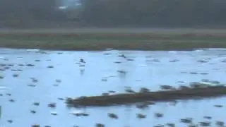WWT Martin Mere: Whooper Swans