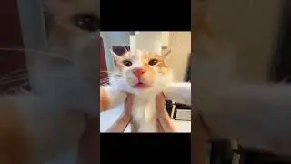AAWOOOOOOO AA AA AWO cat #cat #cattomemes #catmeme #catshorts #funny #meowmemes #memescat #saturday
