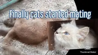 Cats mating#how cats do mating in heat period#persian cats on heat