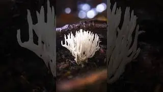 Corals Mushroom Photography #macrophotography #mushroomphotography
