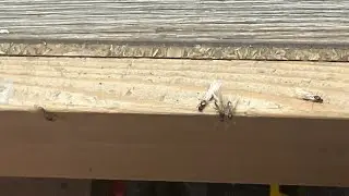 Epic tetramorium nuptial swarm!