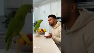parrot always say the truth
