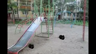 Эволюция Максвелл Кэтов | 2 часть | Mr. Maxwell cat |