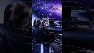 cat is driving car