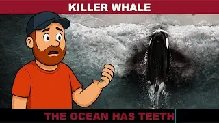 Killer Whale Review - Horror Done Right?