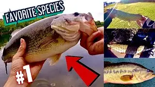 CATCHING my 3 FAVOURITE Species of FISH!!! (Several TROPHY FISH CAUGHT!!)