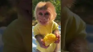 Adorable Baby Monkey Enjoys Juicy Pineapple 🍍 Watch Its Funny Snack Time