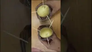 Como germinar PATATAS || Short || Bananafabric