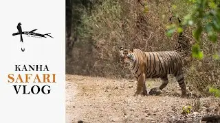 Kanha National Park Safari Tour Vlog - Tigers & Sal Trees