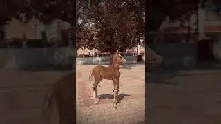 Beautiful horse #short #shorts #horsestatus #horseshort #shortviral #shortviral #viral