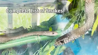 6 The habits of snakes, a cold-blooded miracle of natural evolution