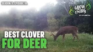 The Best White Clover for Deer