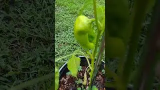 the two rows of cubanelle hot peppers are starting to bloom