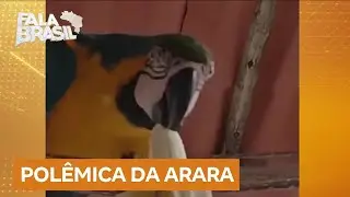 Moradores de Moeda (MG) reclamam ap&oacute;s arara-canind&eacute; ser levada pelo Ibama