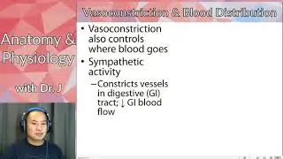 PHYL 142 | Vasculature | Vasoconstriction