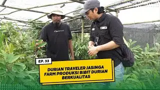 Durian Traveler Jasinga Farm Produksi Bibit Durian Berkualitas - Silahkan Dipesan Bibit Duriannya