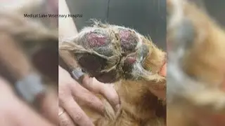 Verify: How hot does it have to get for your dog's paws to burn?