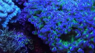12 Gallon Nano Reef Aquarium at Elite Reef of Denver Colorado