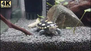 TurtleWorld＃５～The Beauty of Solitude『孤独の美しさ』(M.Terrapin Macrospilota) *New Year’s Special【4K】(2025)