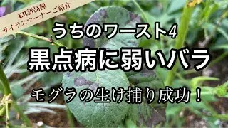 【黒点病に弱いバラ】育てている100本中のワースト4/ついにモグラを捕獲しました