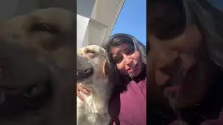 Hamara shakal bura hai to kya hua #simba#trending#labrador#pets#dog#shorts#comedy#funny#ytshorts